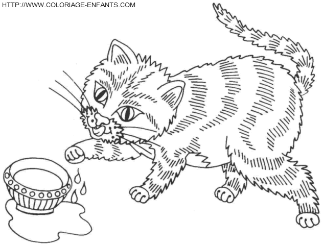 Cats coloring