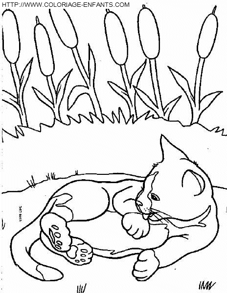 Cats coloring