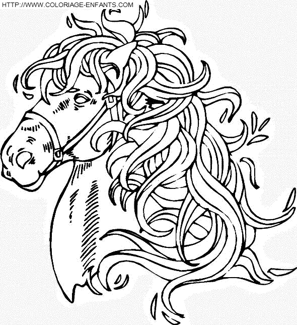 Horse coloring