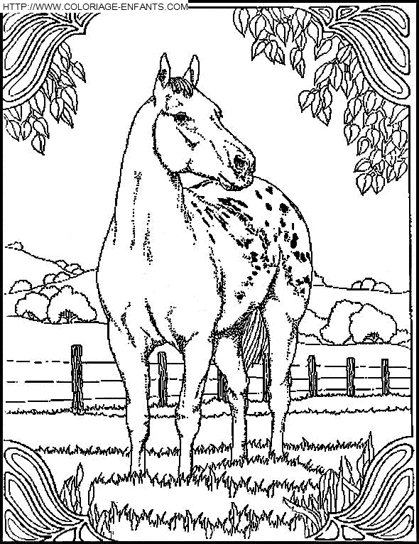 Horse coloring