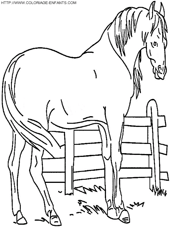 Horse coloring