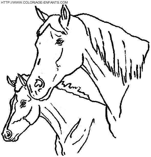 Horse coloring