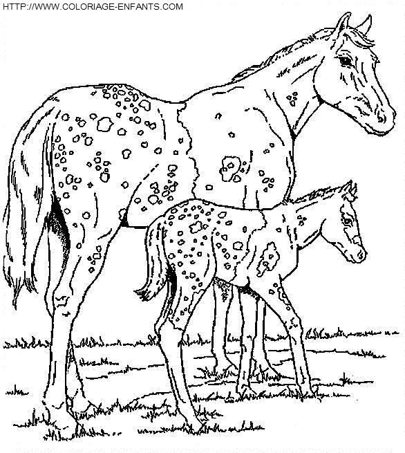 Horse coloring