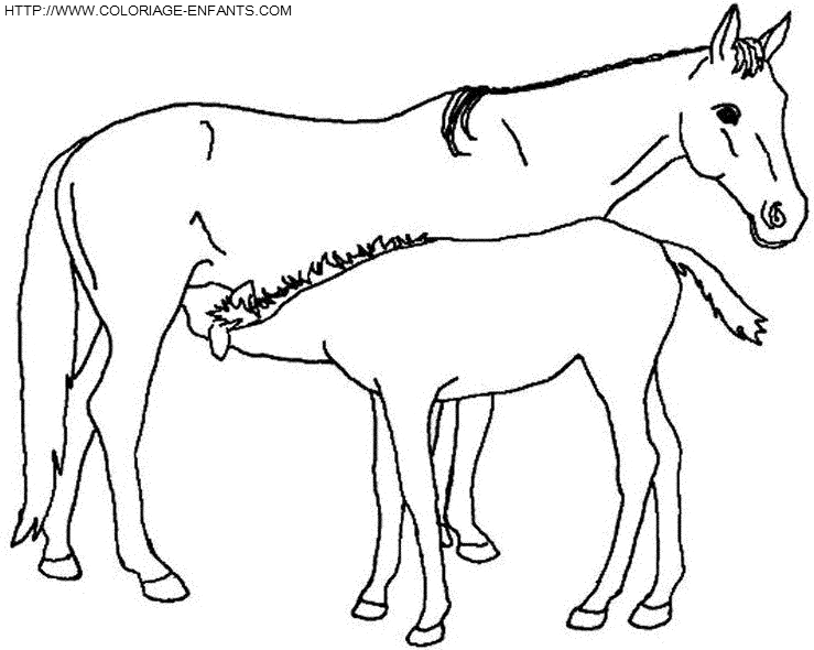 Horse coloring