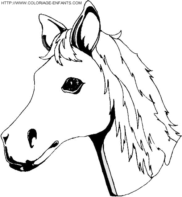 Horse coloring