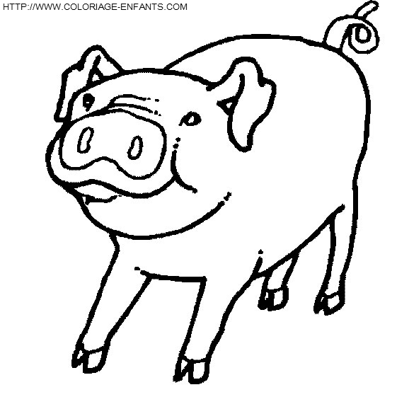 Pigs coloring