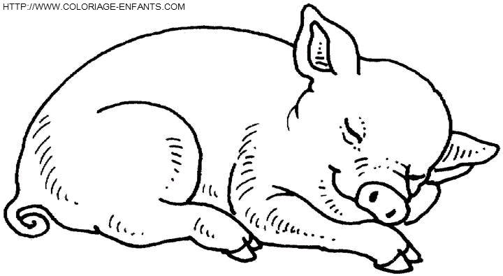 Pigs coloring