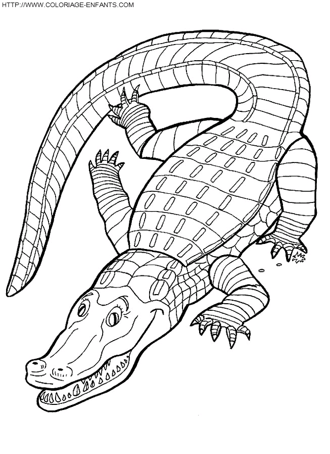 Crocodiles coloring