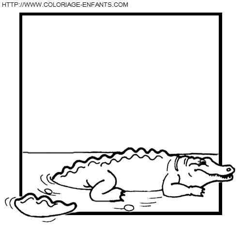 Crocodiles coloring