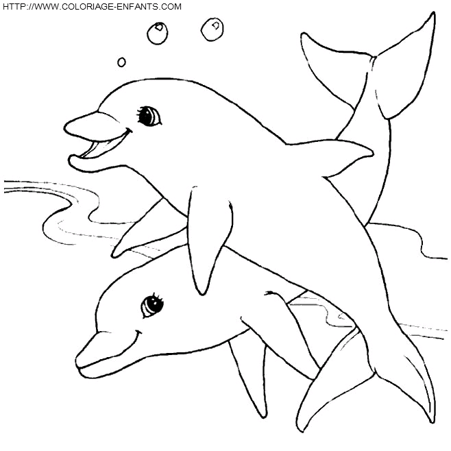 Dolphins coloring