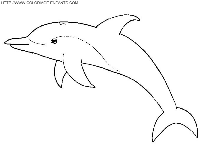 Dolphins coloring