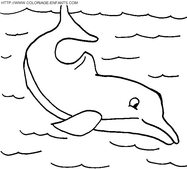 Dolphins coloring