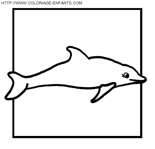 Dolphins coloring