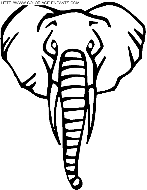 Elephants coloring