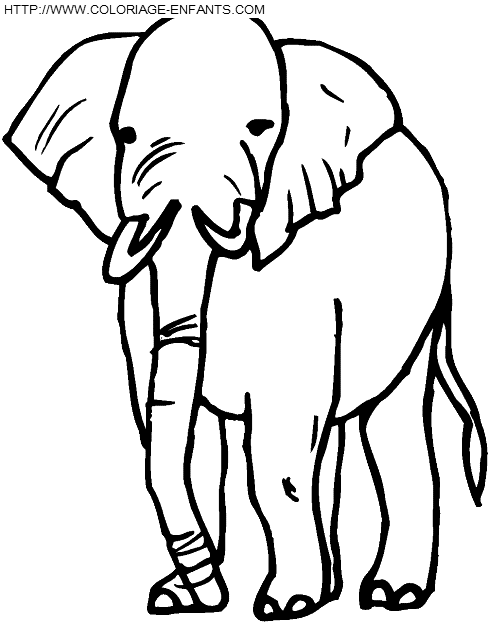 Elephants coloring