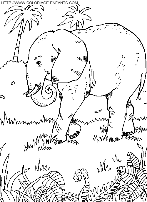 Elephants coloring