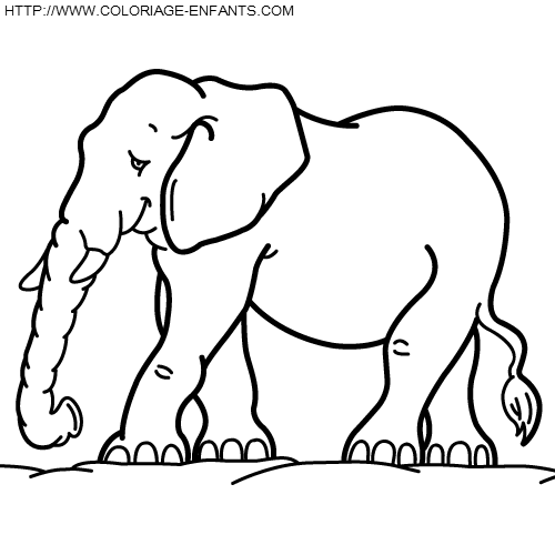 Elephants coloring