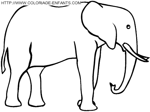 Elephants coloring