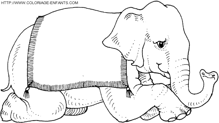 Elephants coloring