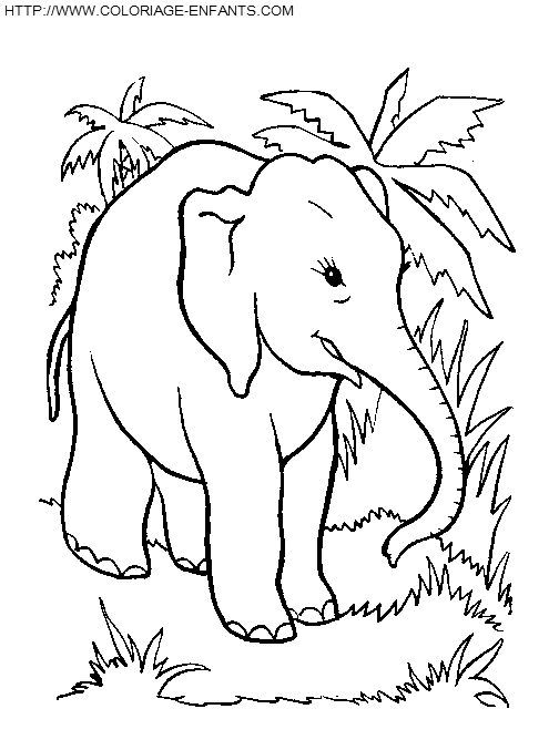 Elephants coloring