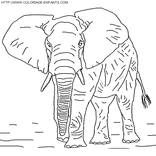 Elephants coloring