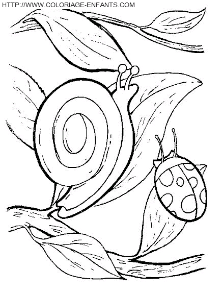 Snails coloring