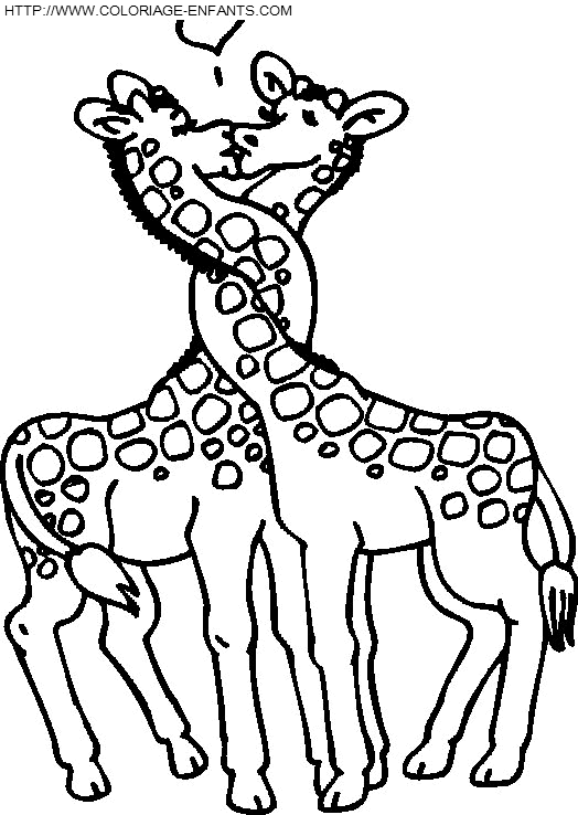 Giraffes coloring