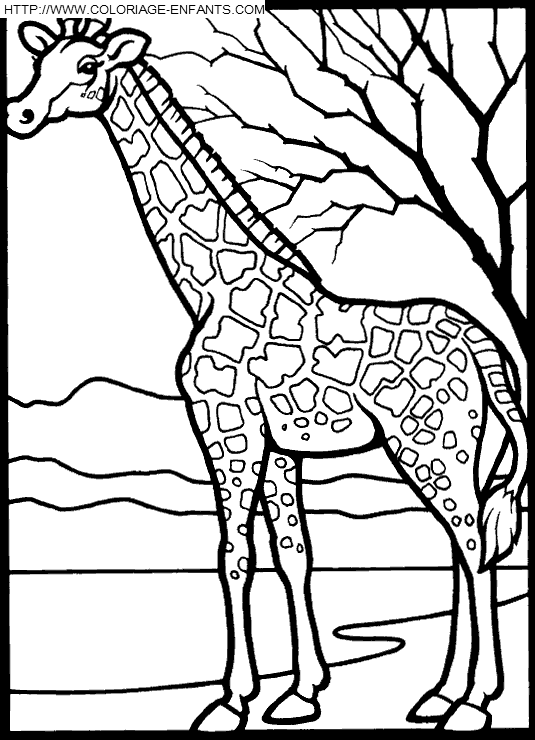 Giraffes coloring