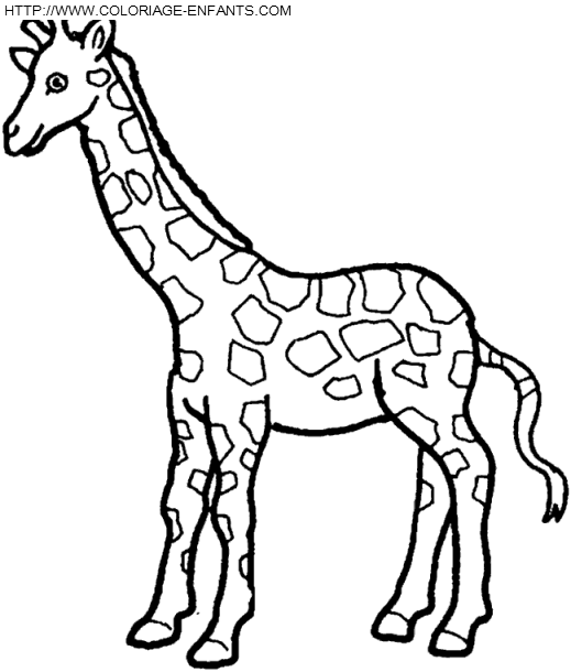 Giraffes coloring