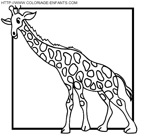 Giraffes coloring