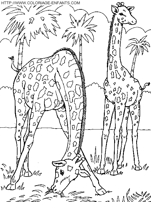 Giraffes coloring