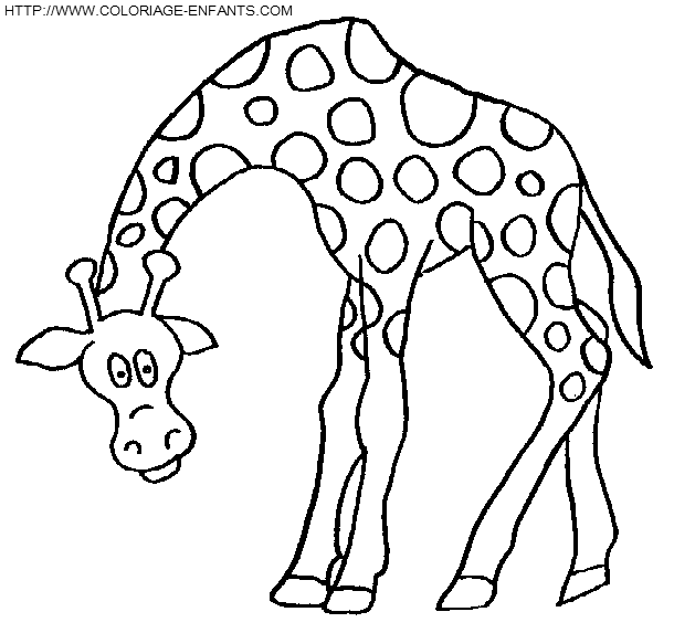 Giraffes coloring