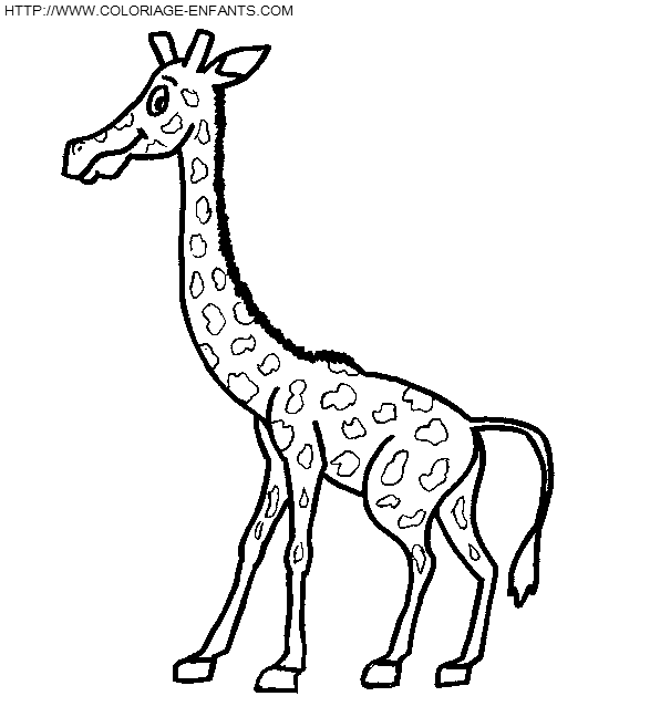 Giraffes coloring