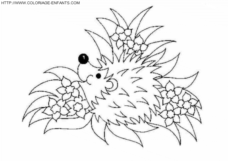 Porcupines coloring