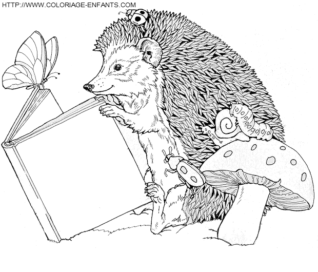 Porcupines coloring