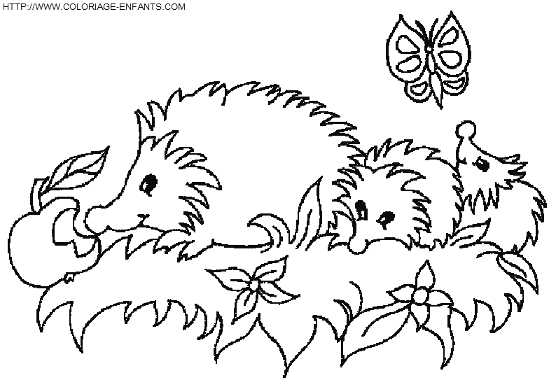 Porcupines coloring