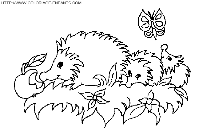 Porcupines coloring