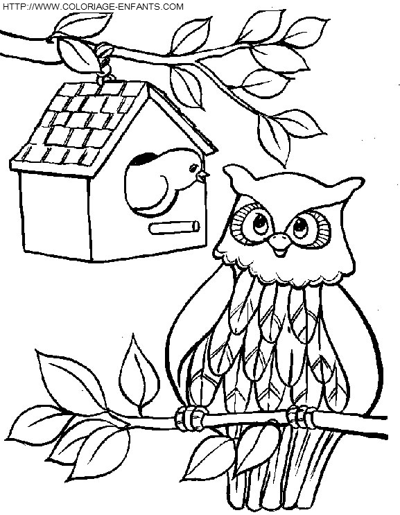 Owls coloring