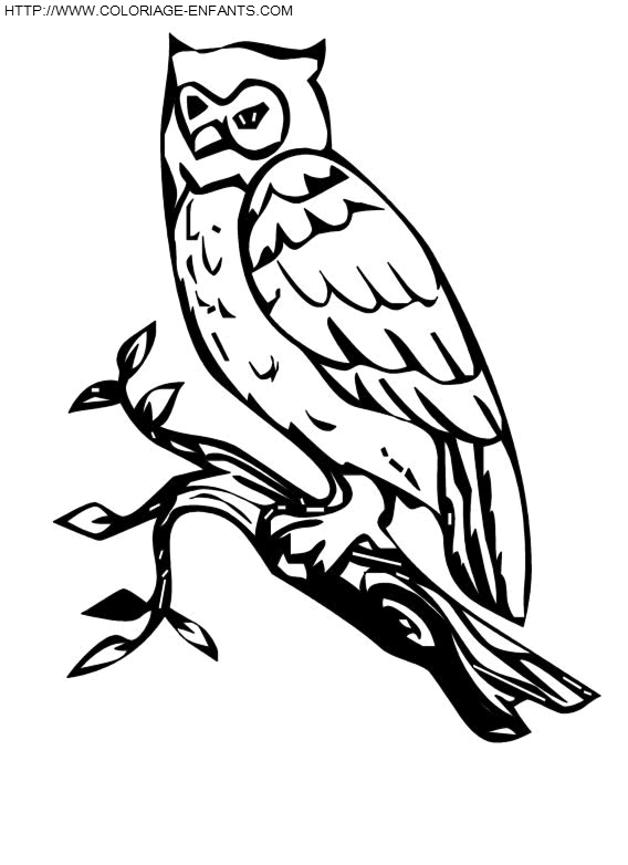 Owls coloring