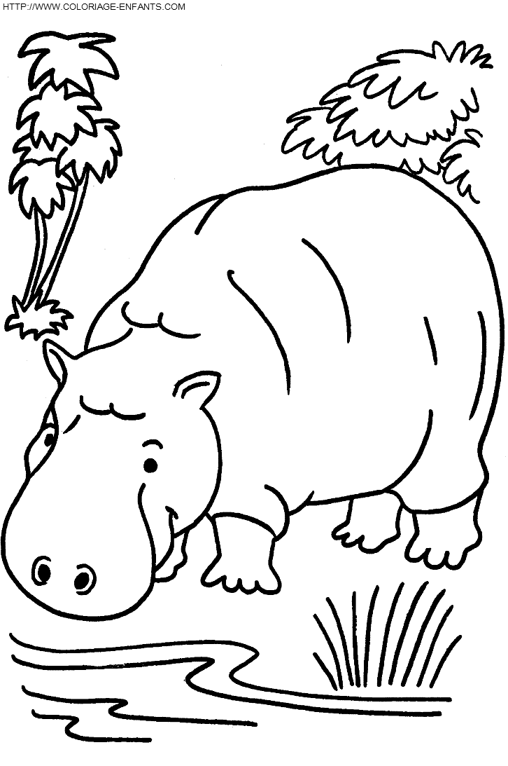 Hippopotamus coloring