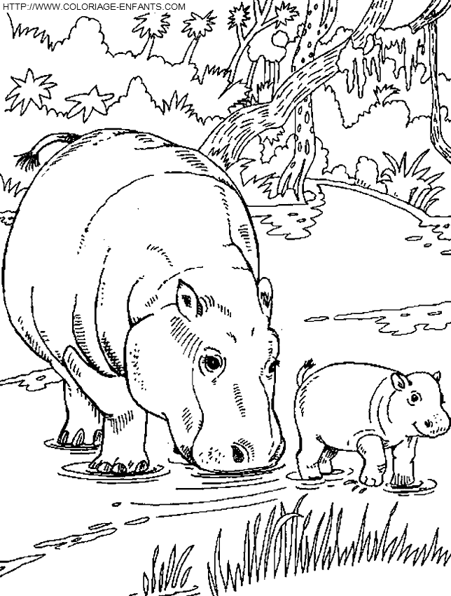 Hippopotamus coloring