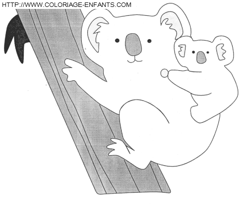 Koalas coloring