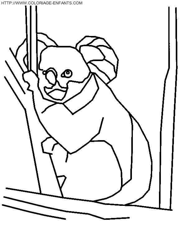 Koalas coloring