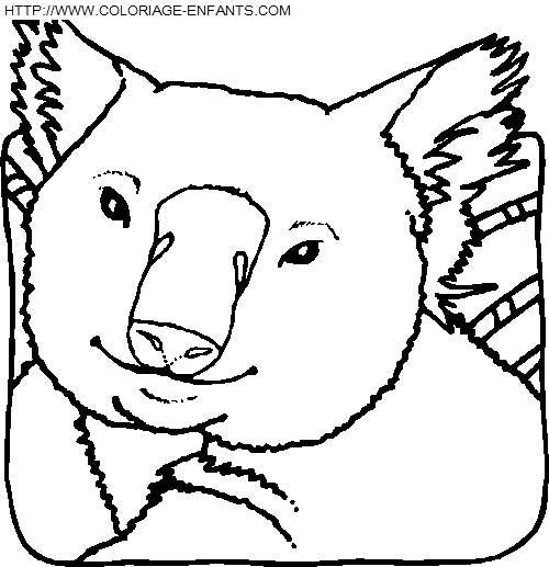 Koalas coloring