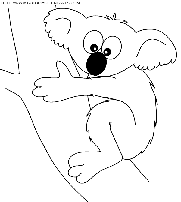 Koalas coloring