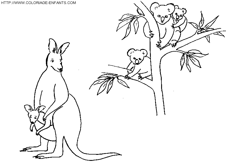 Koalas coloring
