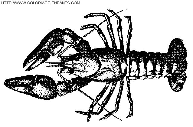 Crawfish coloring