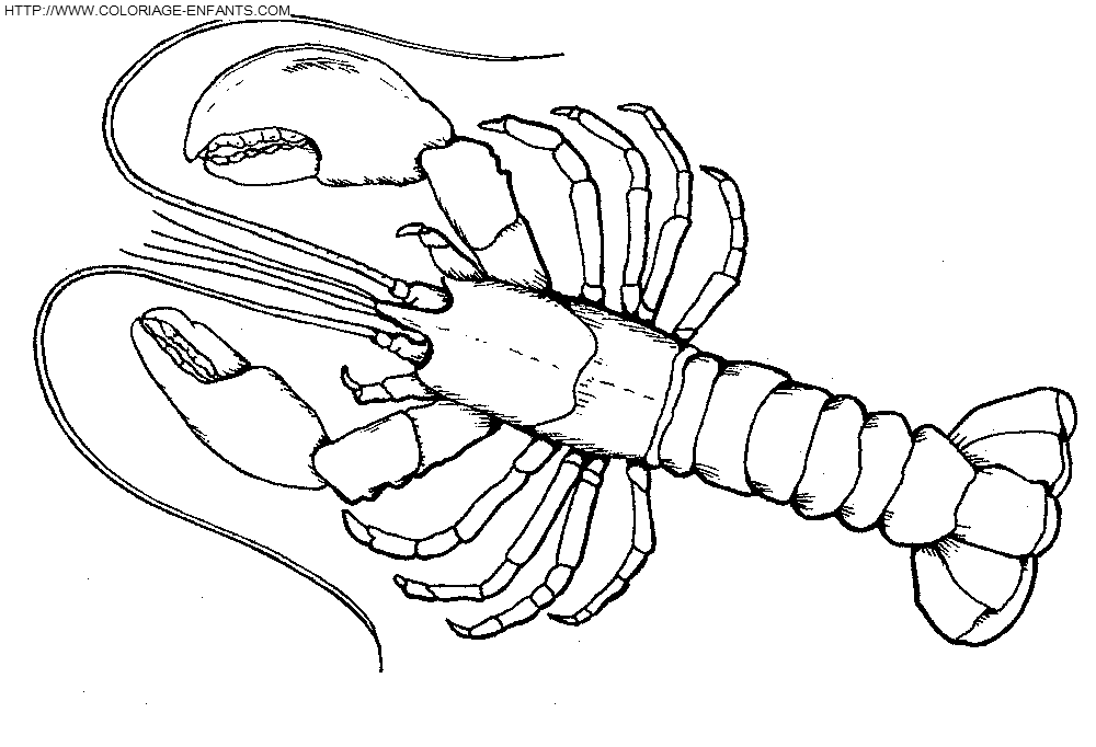 Crawfish coloring