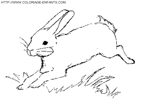 Rabbits coloring