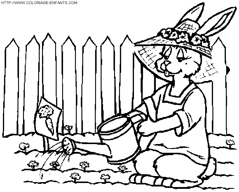 Rabbits coloring